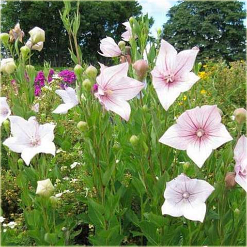 Platykodon wielokwiatowy Platycodon grandiflorum Pink Star
